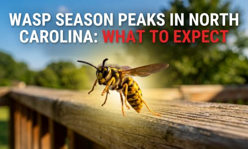 Yellowjacket wasp flying over a wooden railing with text about peak wasp season in North Carolina.
