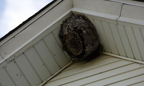 Large gray wasp nest under a home’s roof eave, with exposed honeycomb visible at the bottom.